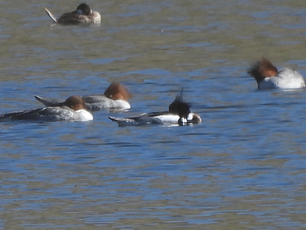 Red-breasted Merganser - Steve Hosmer