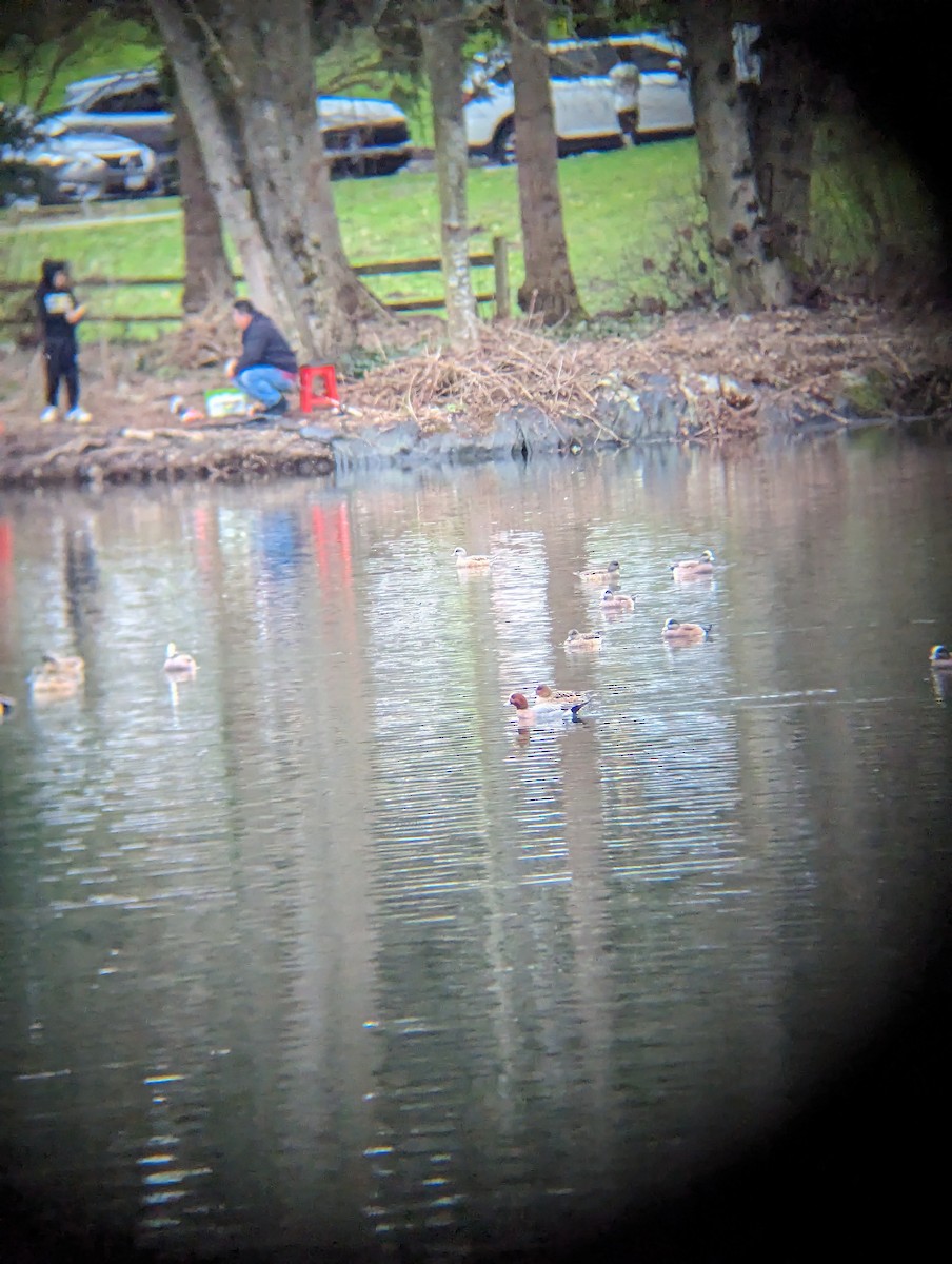 Eurasian Wigeon - ML614955050