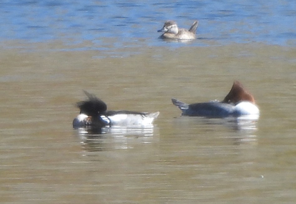 Red-breasted Merganser - ML614955053