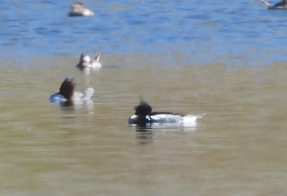 Red-breasted Merganser - ML614955054