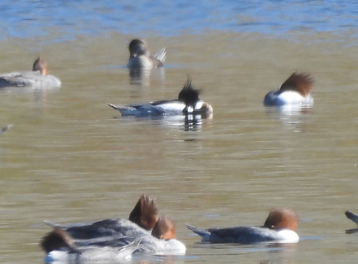 Red-breasted Merganser - ML614955055