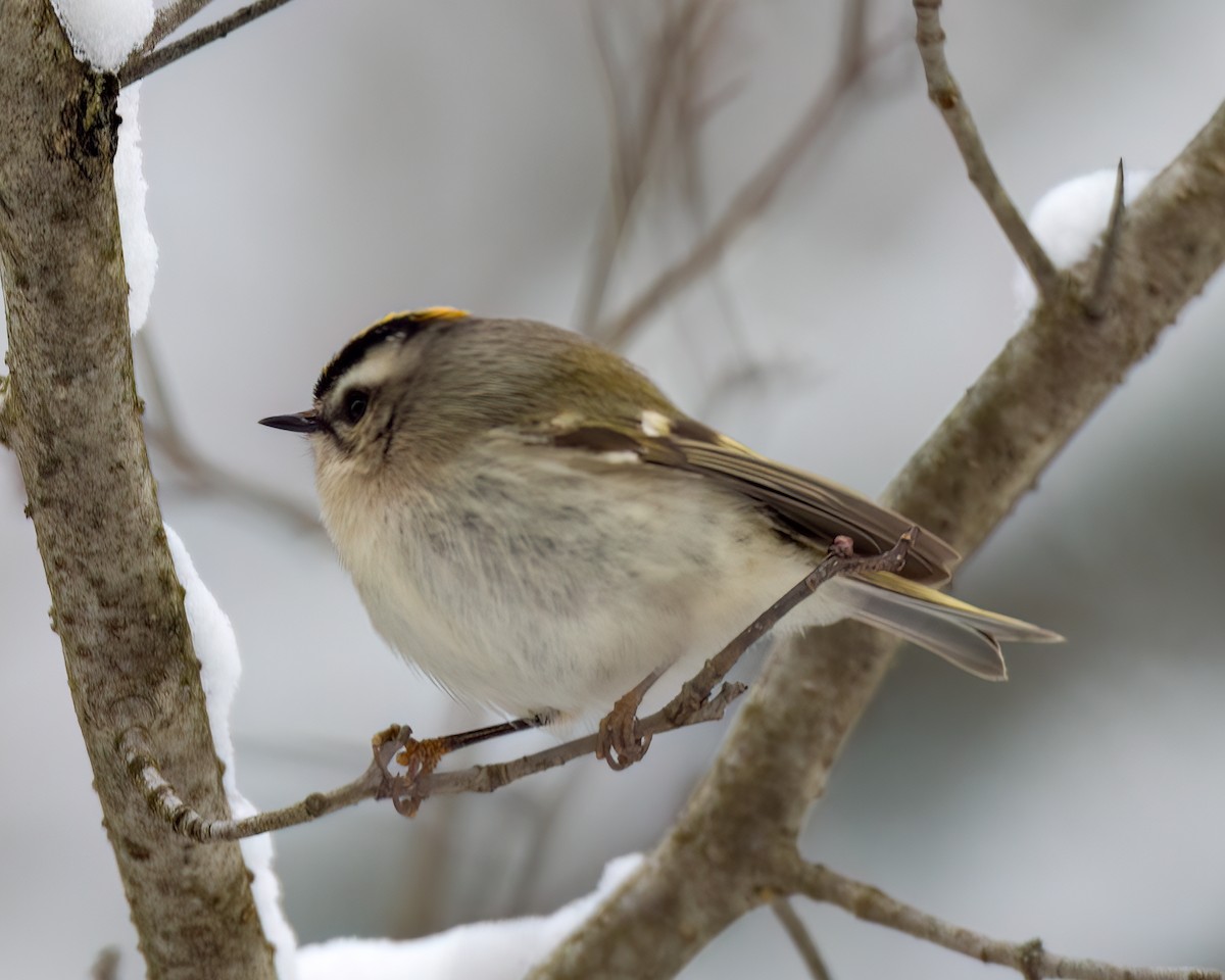 Golden-crowned Kinglet - Kelly White