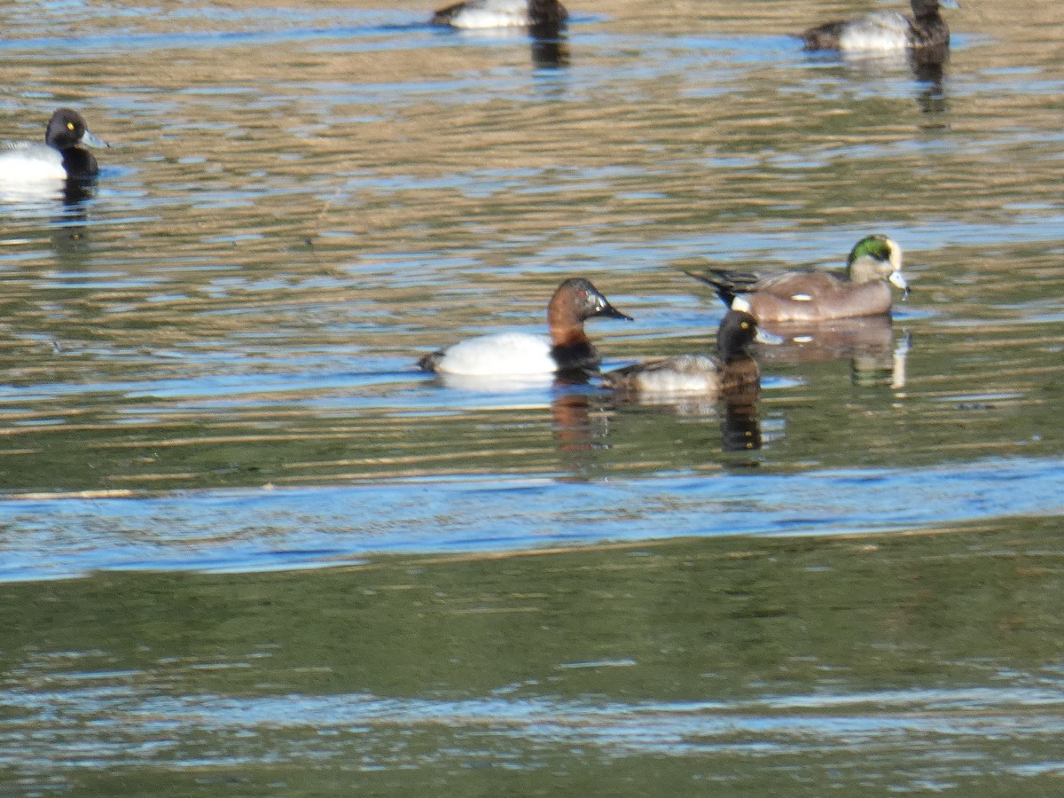 Canvasback - Larry Cowan