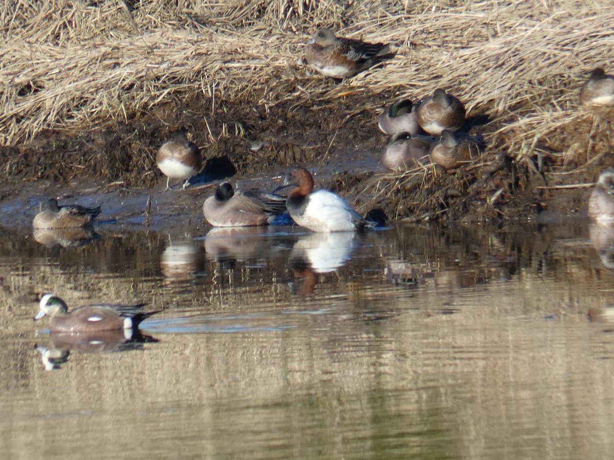 Canvasback - Larry Cowan