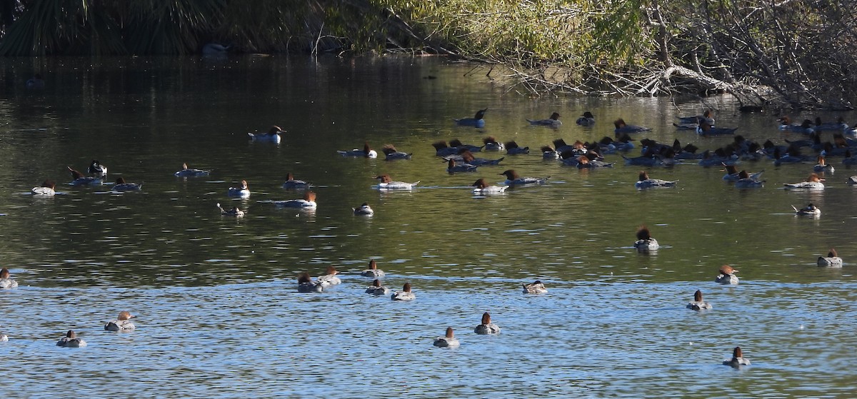 Common Merganser - Steve Hosmer