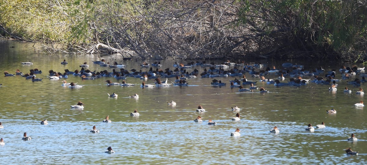 Common Merganser - ML614955156