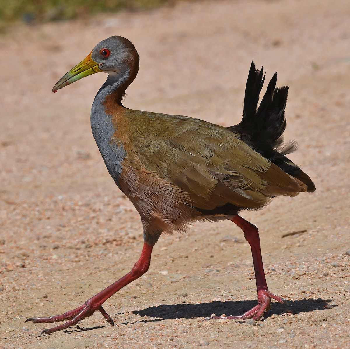 Giant Wood-Rail - ML614955184