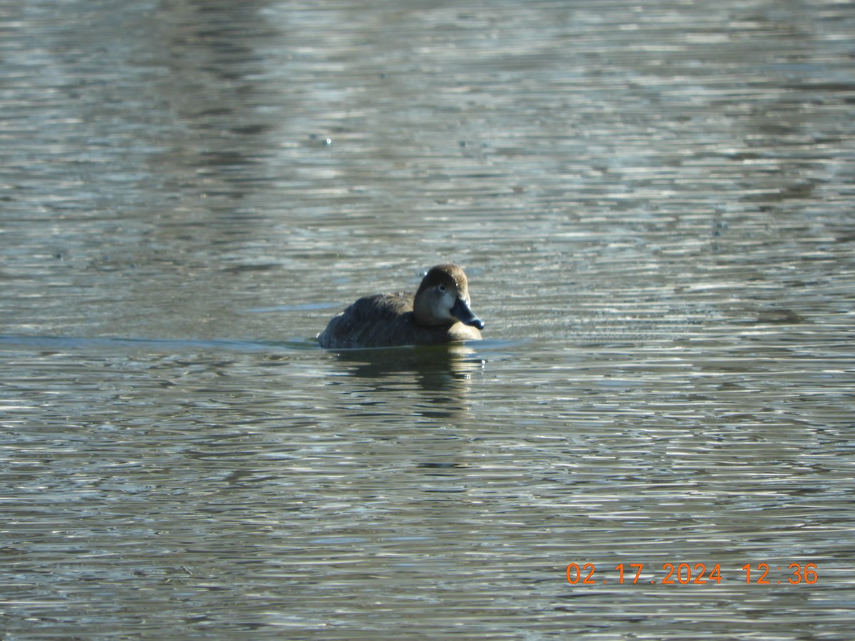 Ring-necked Duck - Allison Moody