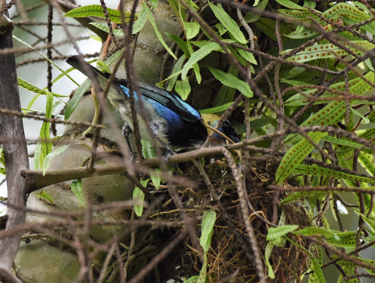 Tangara Cabecidorada - ML61495521