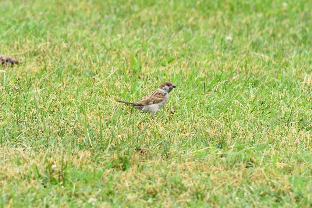 Eurasian Tree Sparrow - ML614955232