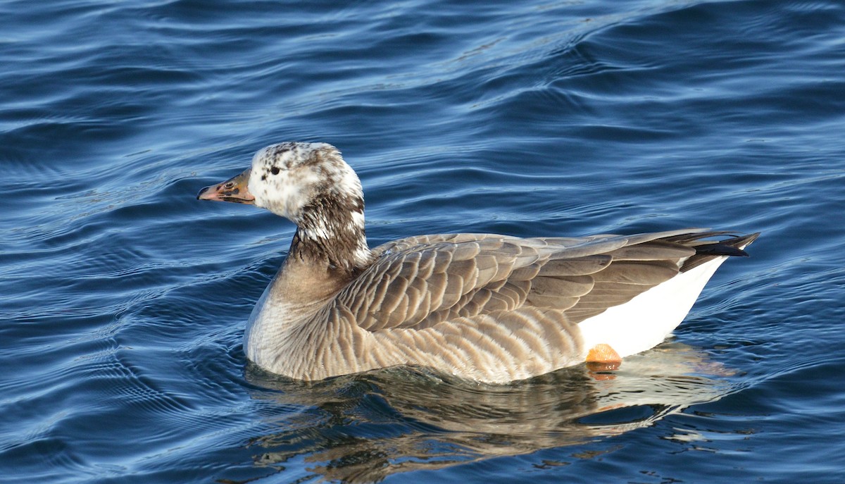 Domestic goose sp. x Canada Goose (hybrid) - ML614955246