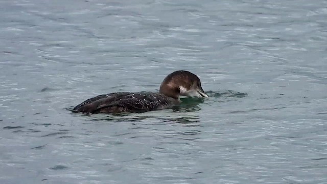 Plongeon huard - ML614955249