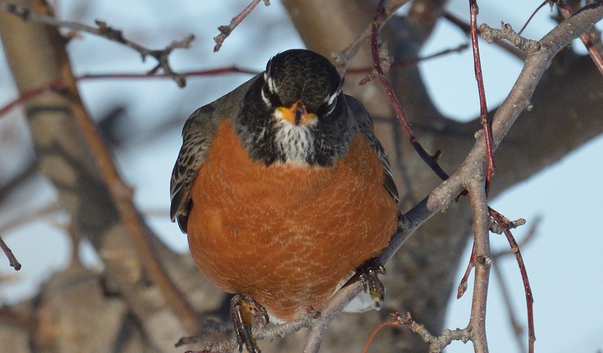 American Robin - ML614955284