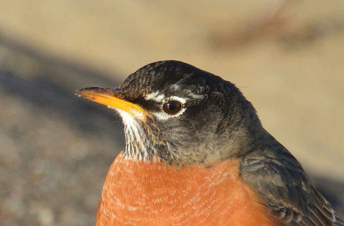 American Robin - ML614955286