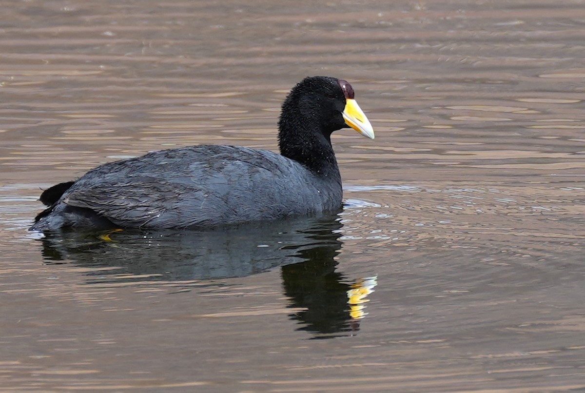 Slate-colored Coot - Jorge Blackhall