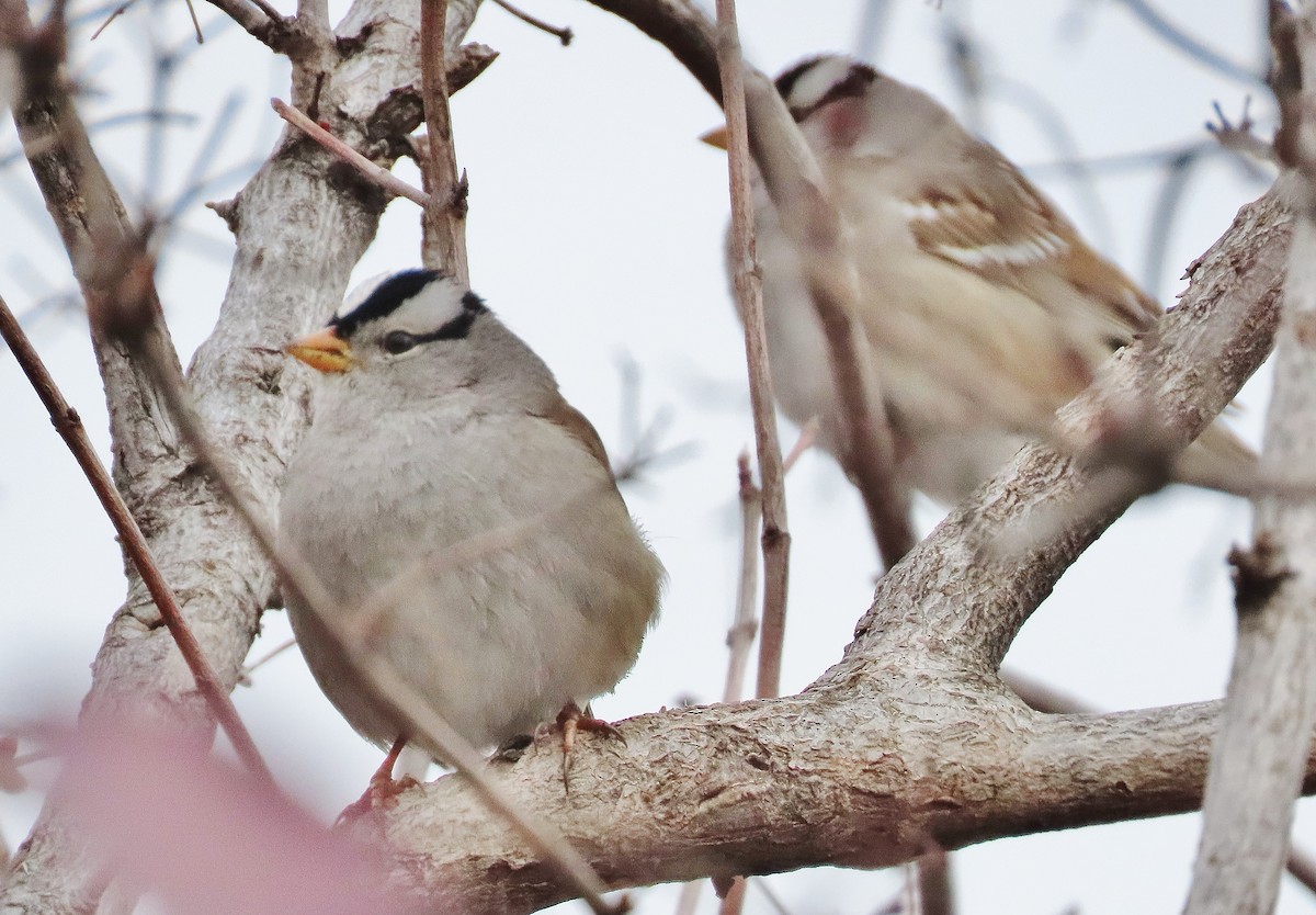 White-crowned Sparrow - ML614955306