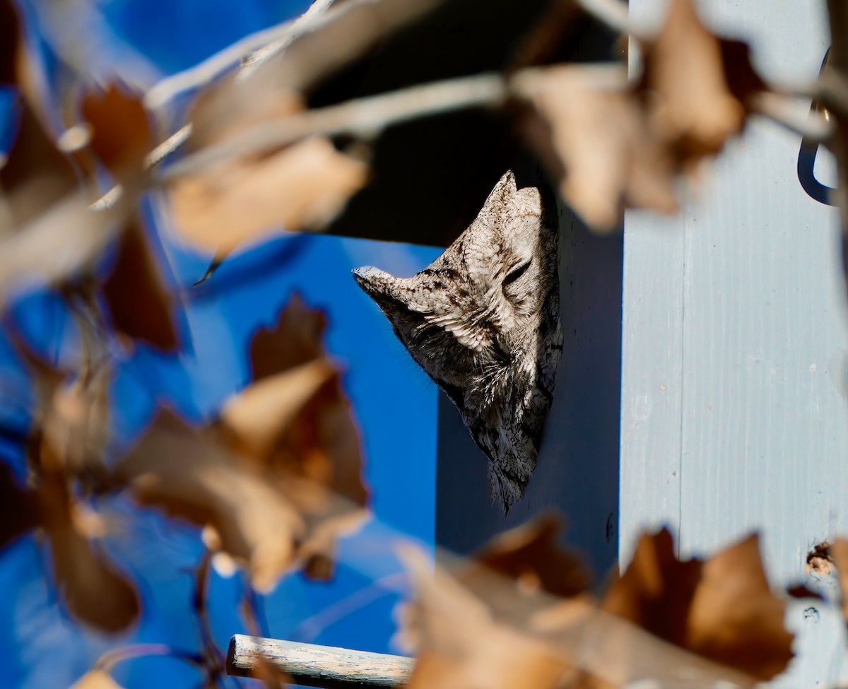 Western Screech-Owl - ML614955307