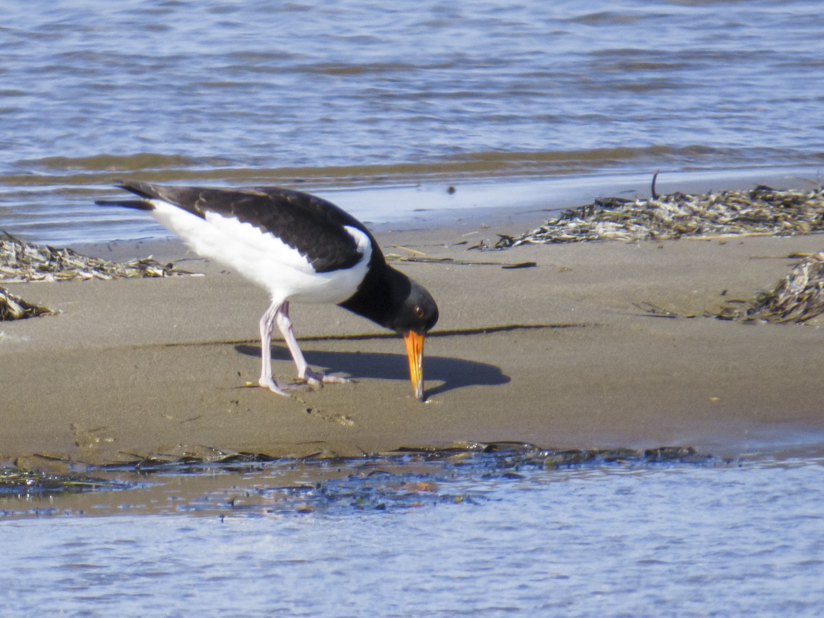 Eurasian Oystercatcher - ML614955416