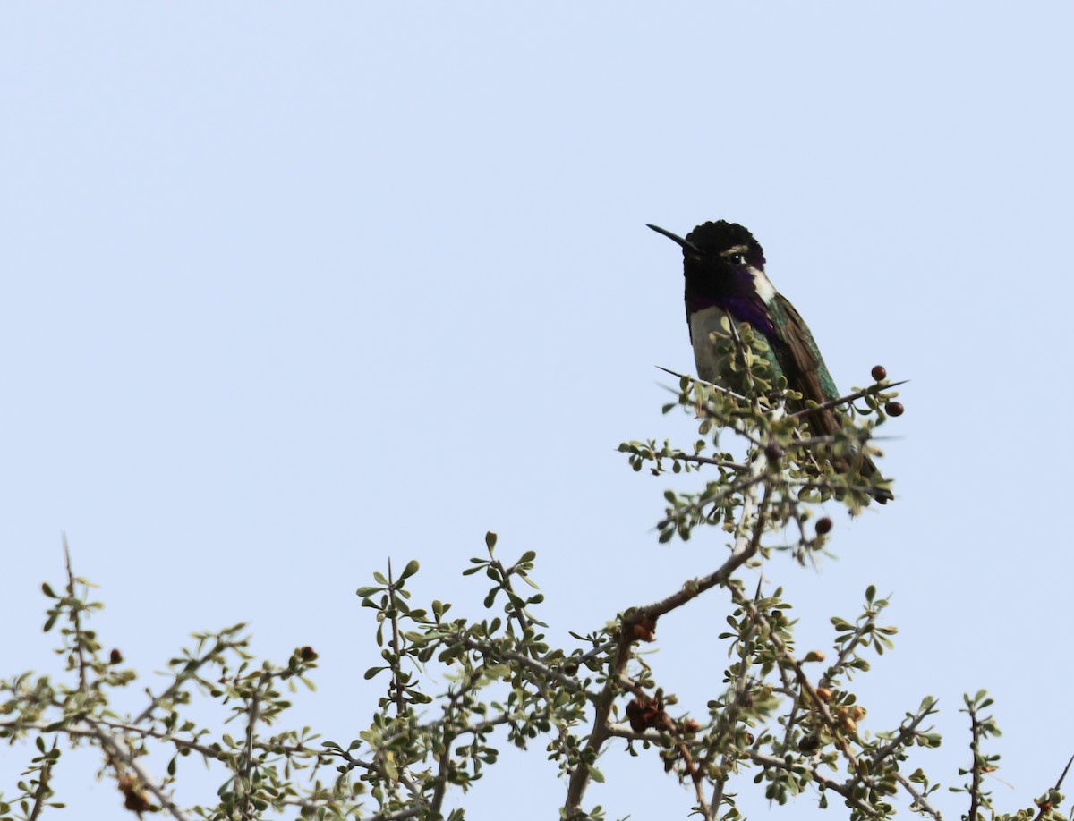 Costa's Hummingbird - Tim Ward