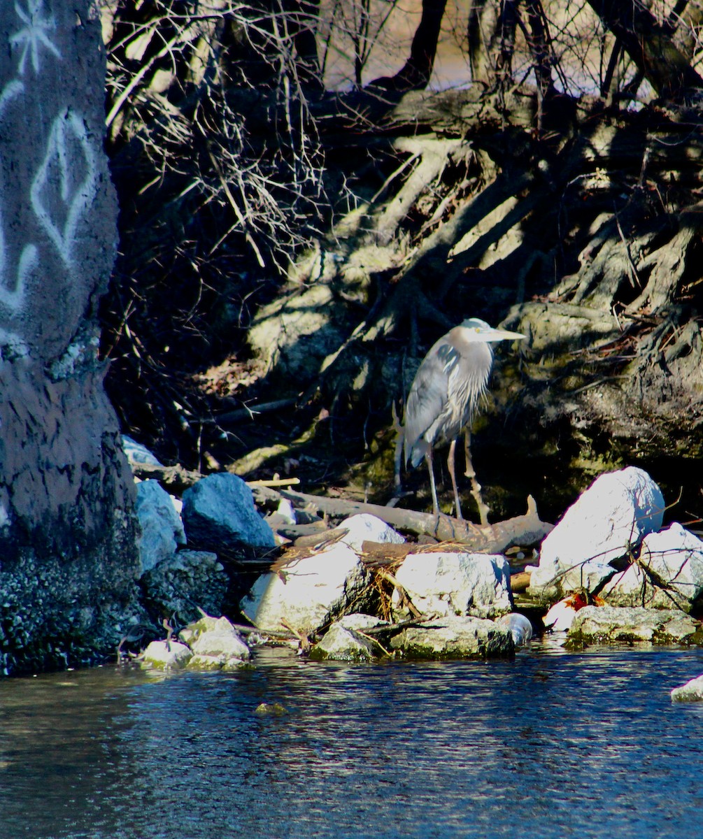 Great Blue Heron - ML614955491