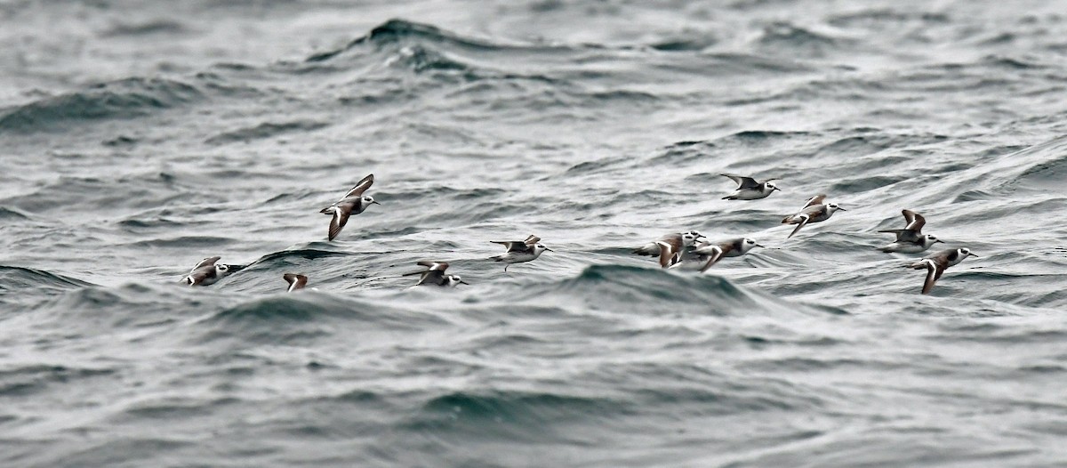 Phalarope à bec large - ML614955523