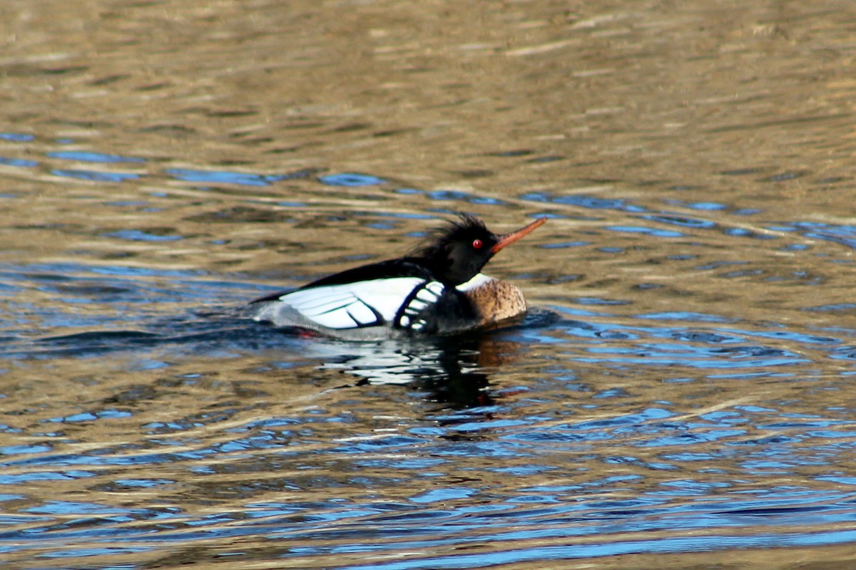 Red-breasted Merganser - Geri Weinstock