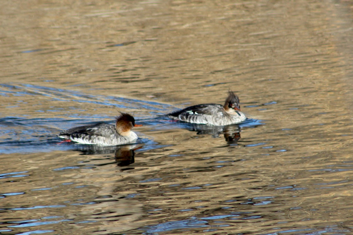 Red-breasted Merganser - ML614955538