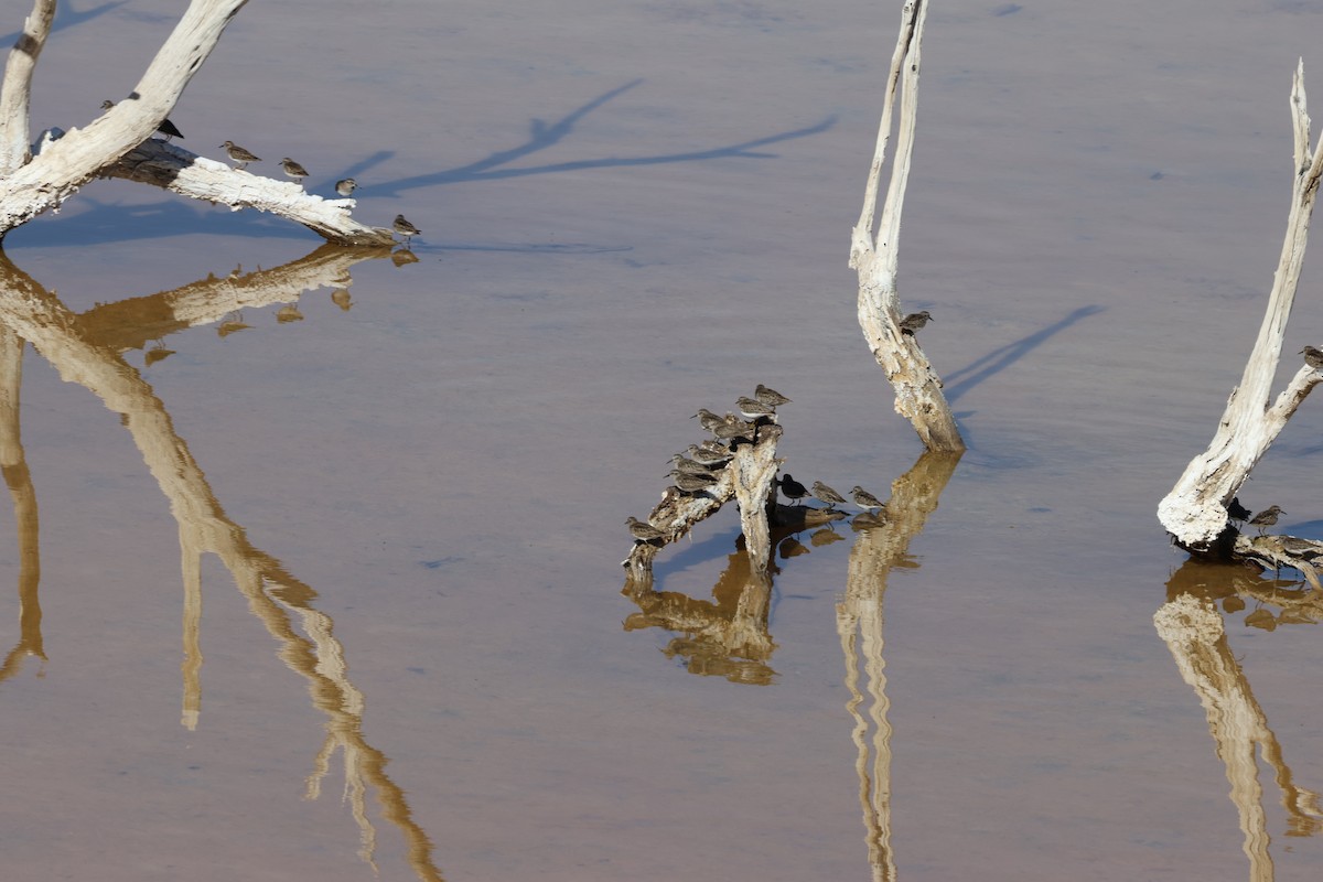 Least Sandpiper - Tim Ward