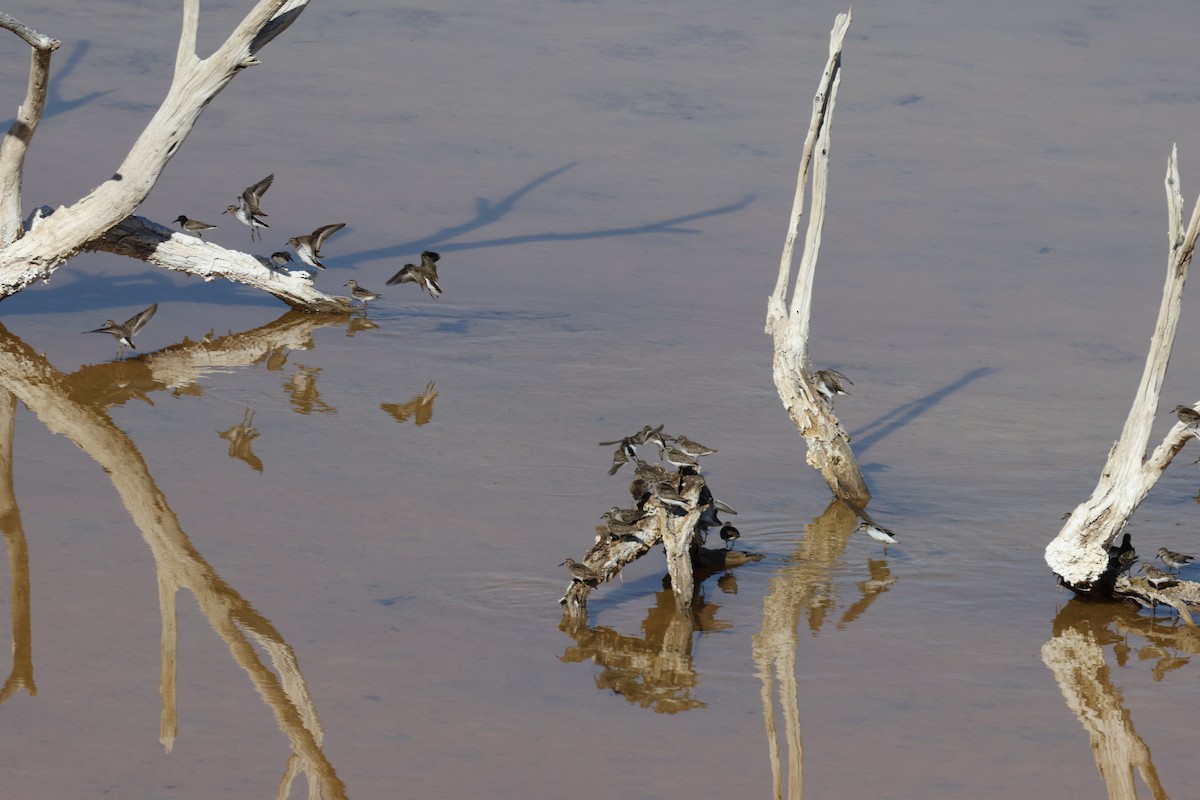 Least Sandpiper - Tim Ward