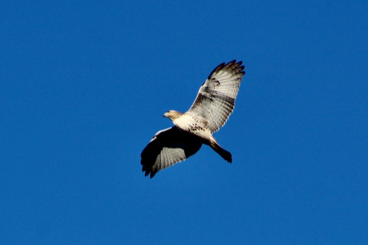 Red-tailed Hawk - ML614955547