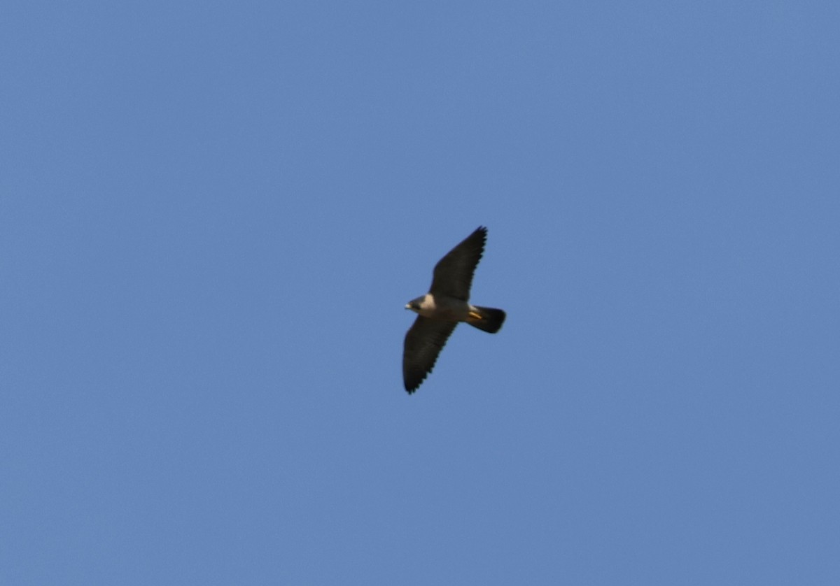 Peregrine Falcon - ML614955613