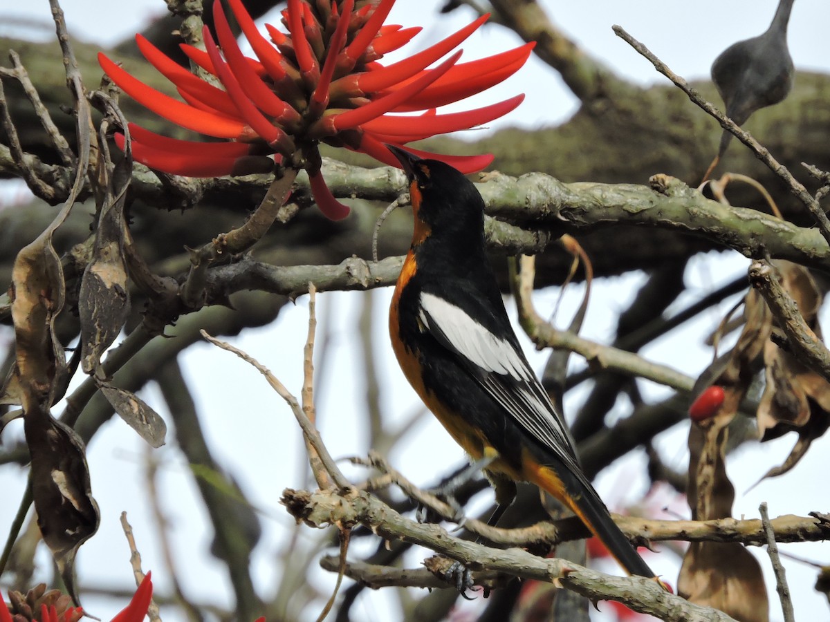 Black-backed Oriole - Manuel Becerril González