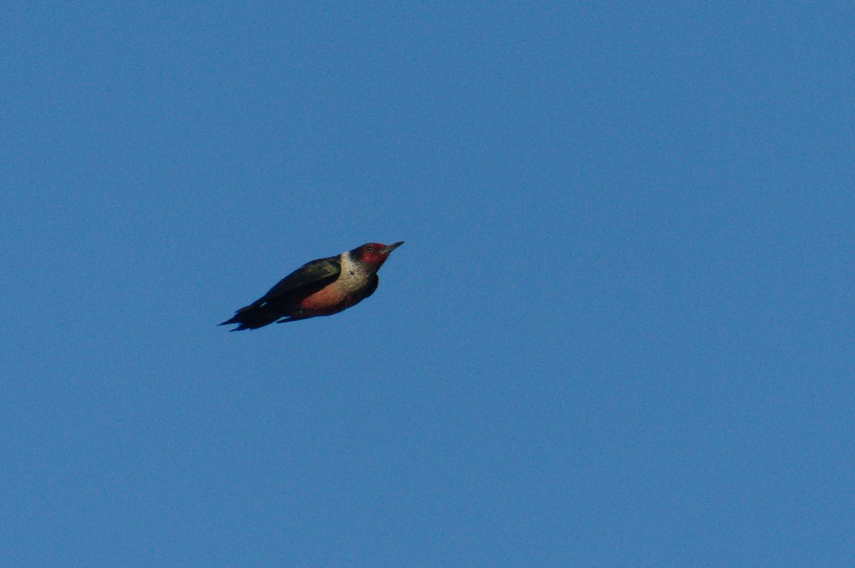 Lewis's Woodpecker - ML614955615