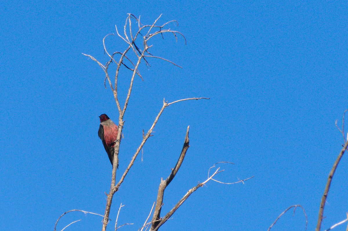 Lewis's Woodpecker - ML614955616