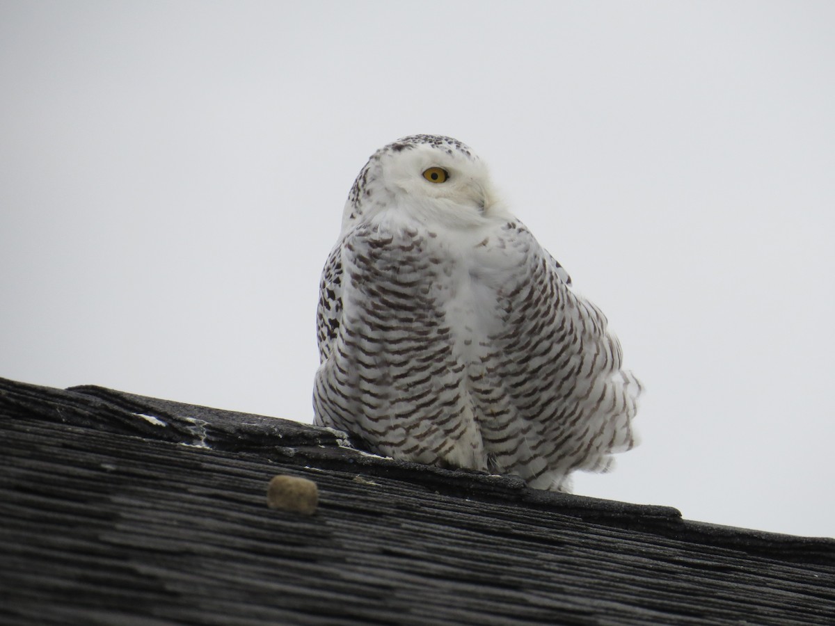 Snowy Owl - ML614955636