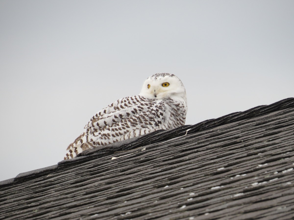 Snowy Owl - ML614955637