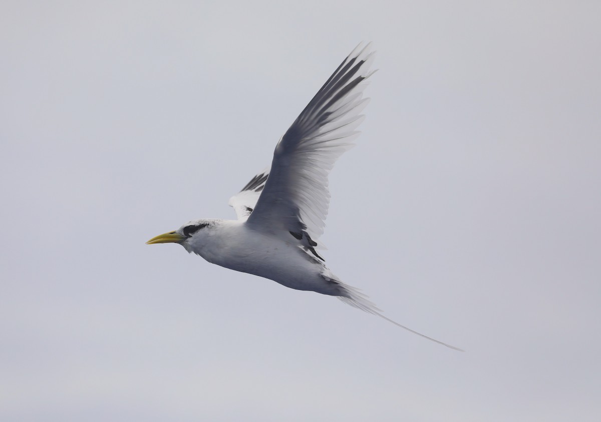 White-tailed Tropicbird (Pacific) - Steven Edwards