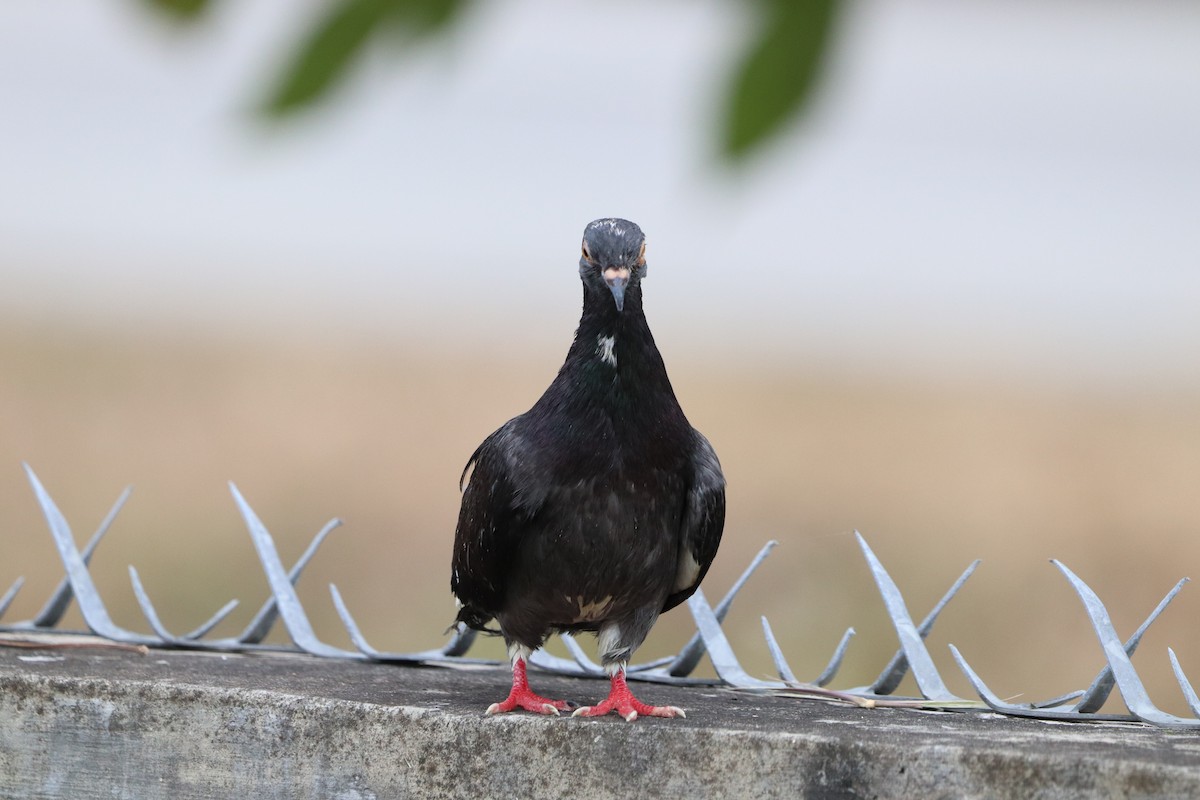 Rock Pigeon (Feral Pigeon) - ML614955711