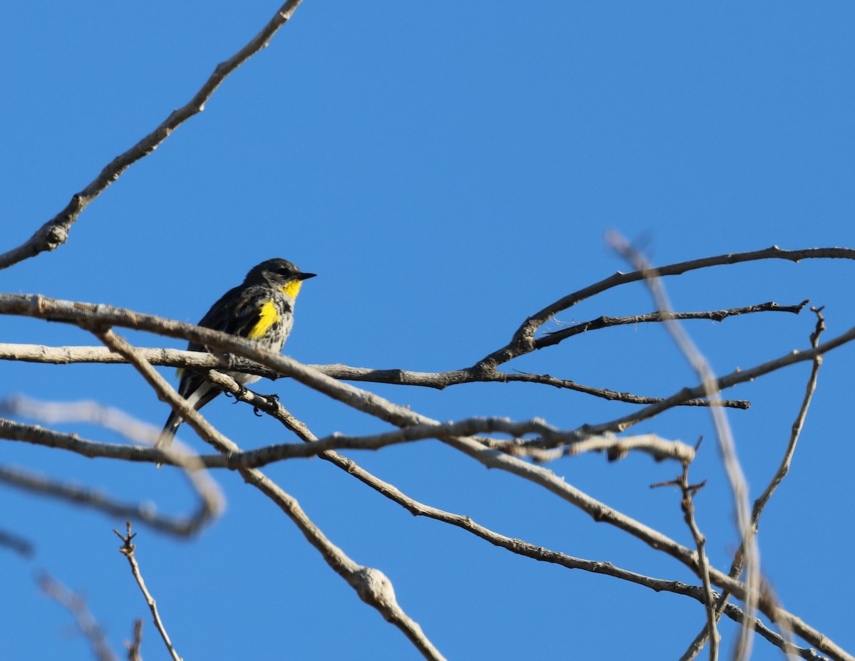 Yellow-rumped Warbler - ML614955779