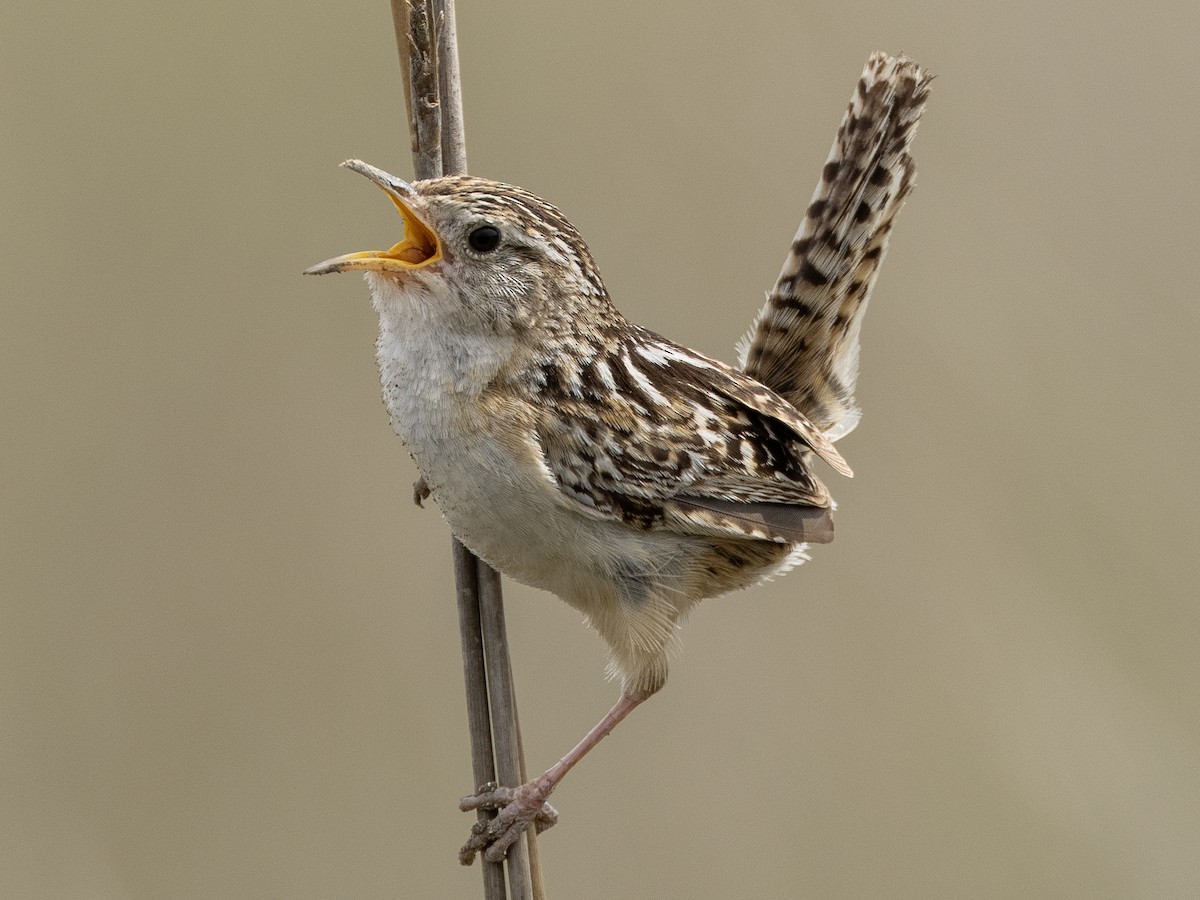 Grass Wren (Pampas) - ML614955803