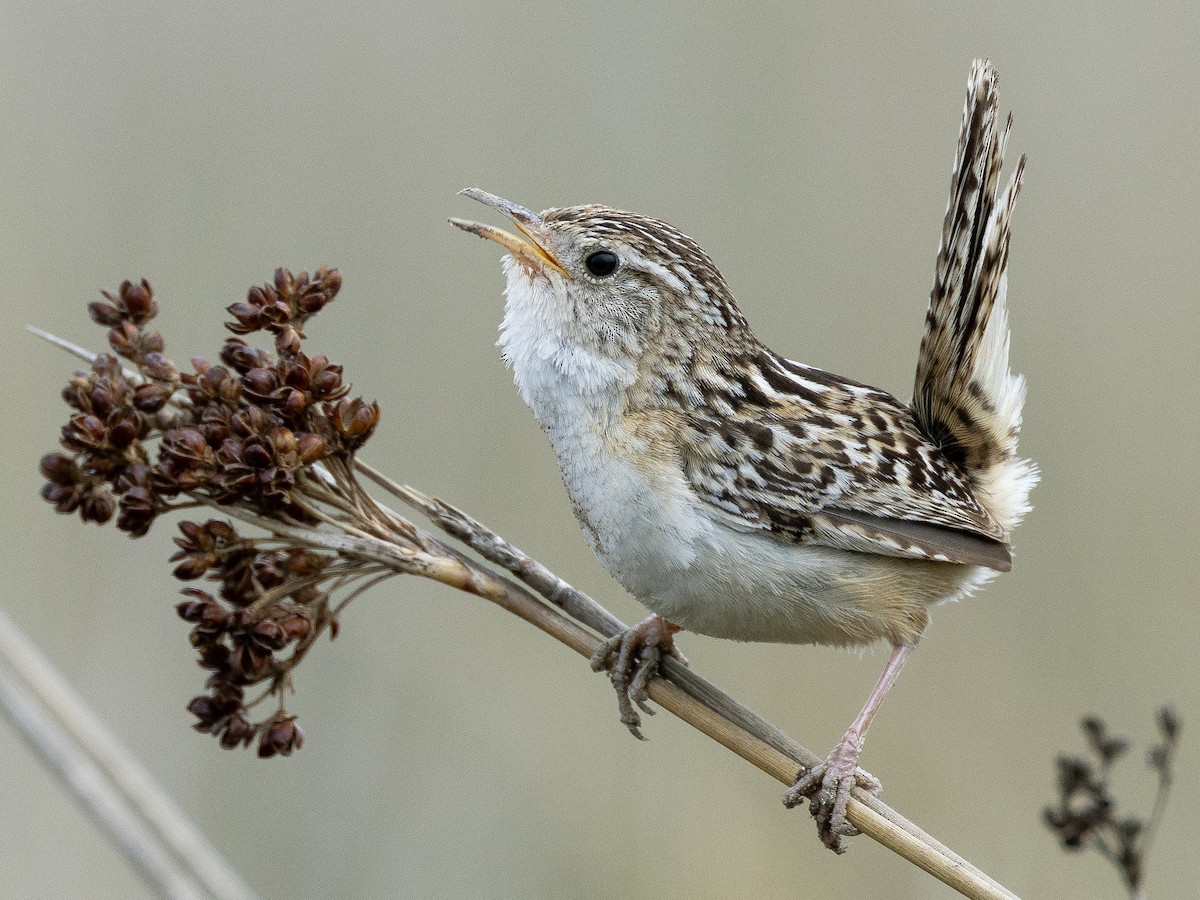 Grass Wren (Pampas) - ML614955804