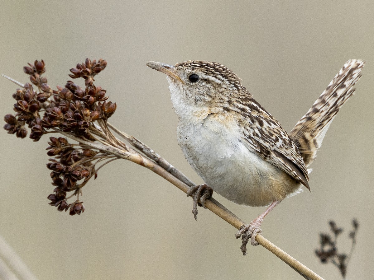 Grass Wren (Pampas) - ML614955805