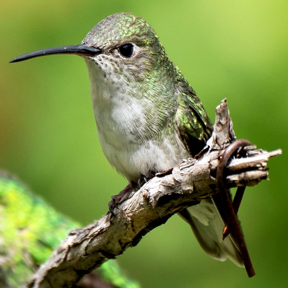 kolibřík zelenobílý - ML614955812