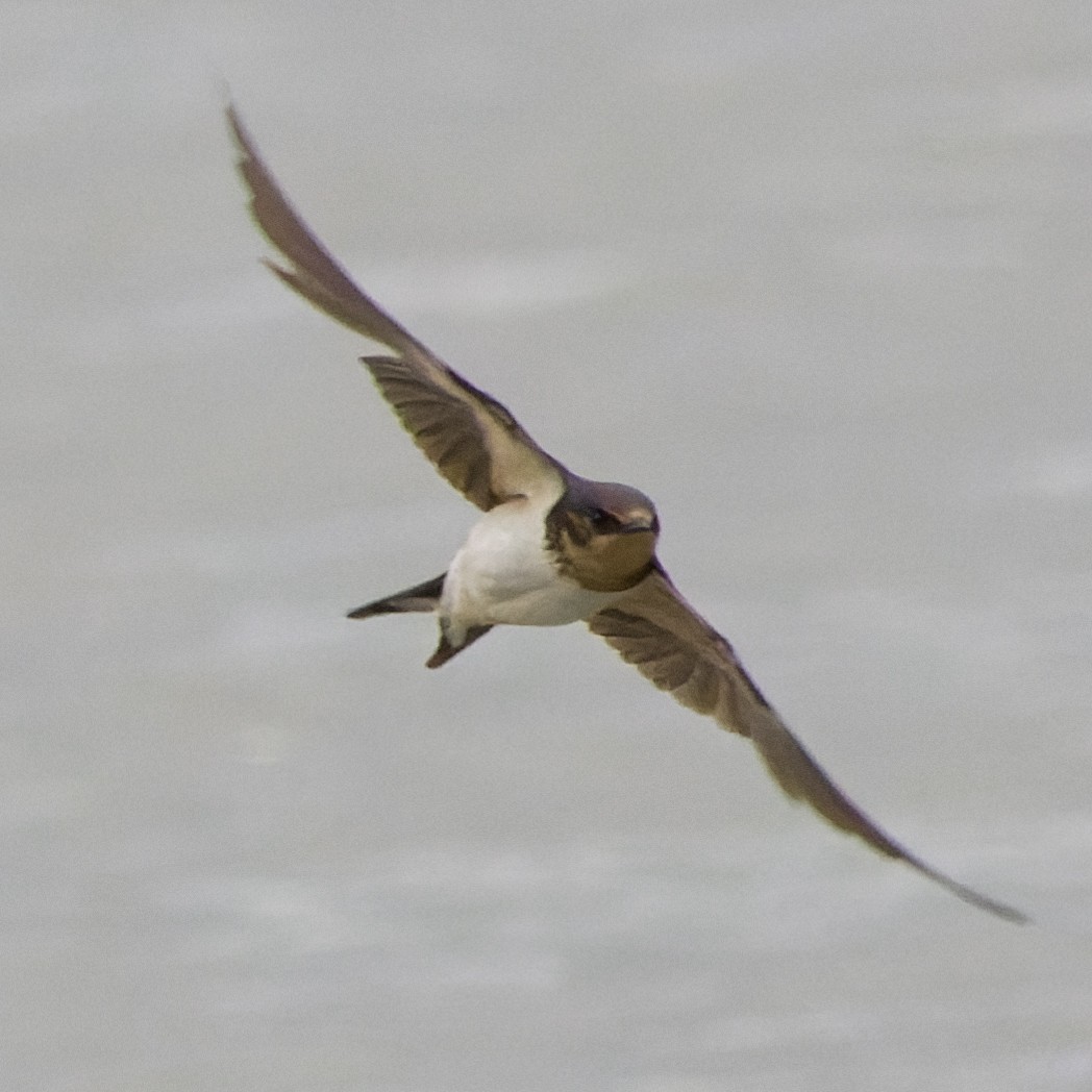 Barn Swallow - Bill Chen