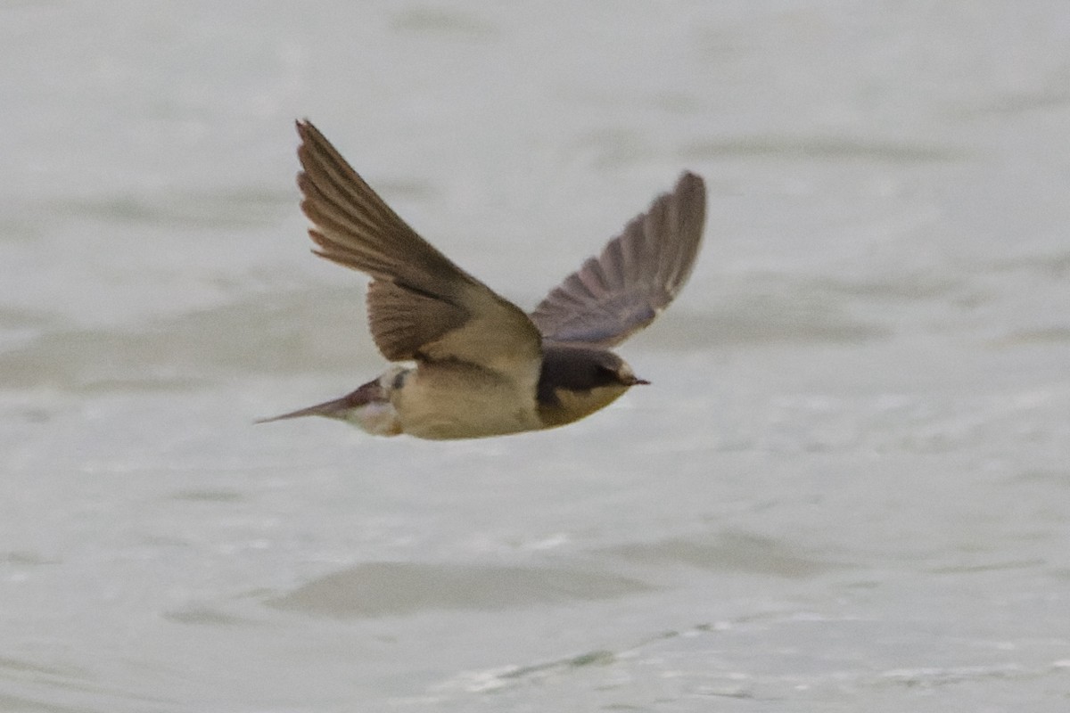 Barn Swallow - Bill Chen