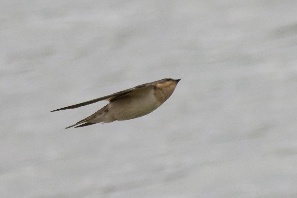 Barn Swallow - ML614955861