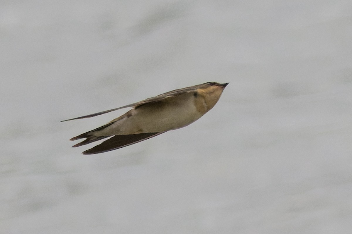 Barn Swallow - ML614955862