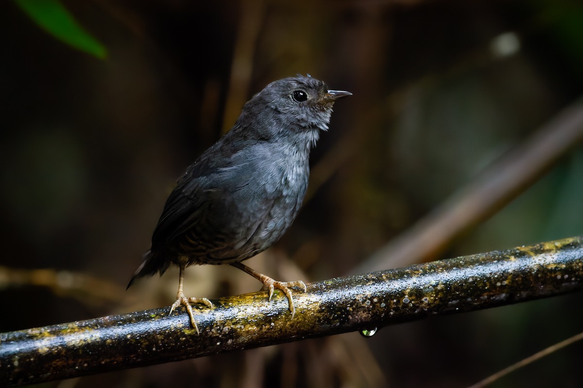 Planalto-Tapaculo - ML614955945