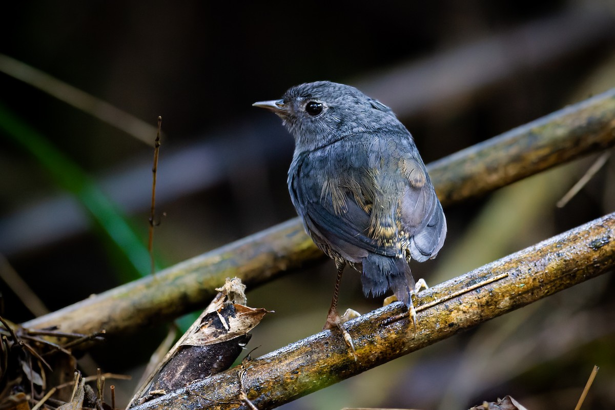 Planalto-Tapaculo - ML614955946