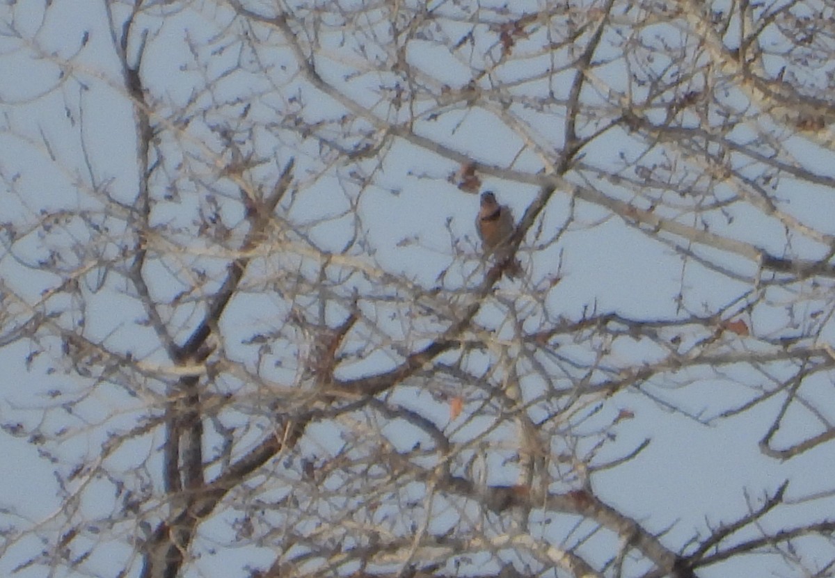 Northern Flicker - Dory Owen